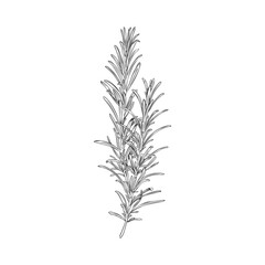 Fresh rosemary herb in hand drawn engraving vector illustration on white.