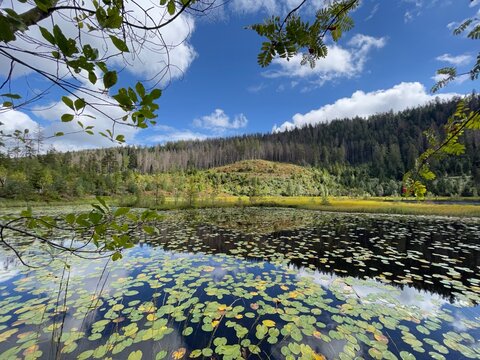 Auf dem Huzenbacher See in Baiersbronn wachsen Seerosen. Der See ist oberhalb des Baiersbronner Ortsteils Huzenbach und zu Fu&szlig; erreichbar.