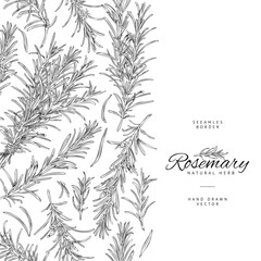 Rosemary shrub seamless vertical hand drawn border sketch vector illustration.