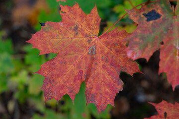 Naklejka na ściany i meble macro shot of a leaf in autumn in red, orange, yellow and green. Beautiful autumn mood