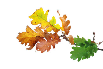 Oak leaves on branch, colorful foliage in autumn isolated on white 