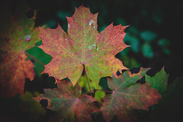 macro shot of a leaf in autumn in red, orange, yellow and green. Beautiful autumn mood