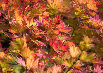 Autumn Foliage