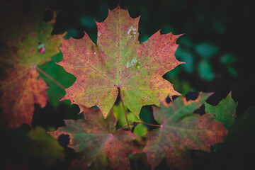 Fototapeta na wymiar macro shot of a leaf in autumn in red, orange, yellow and green. Beautiful autumn mood