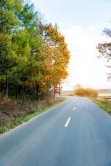 Winding road in autumn woods with colorful foliage tree