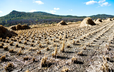 Haystack piled up in a rice field