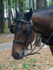 Fototapeta premium Brown colored race horse on natural green blur background in sunshine