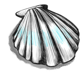 seashells drawn in black pencil with turquoise accents