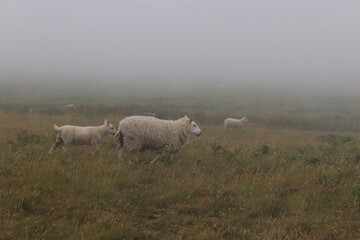 Sheep