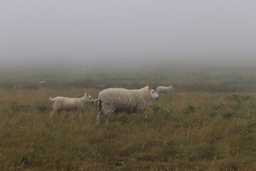 Fototapeta premium Sheep