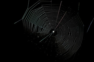 A web woven by a spider on a black background.