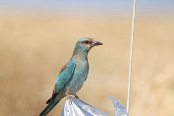 Birds of prey eat in the field