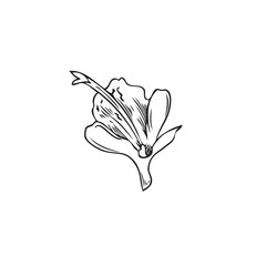 Hand drawn monochrome rosemary flower sketch style, vector illustration