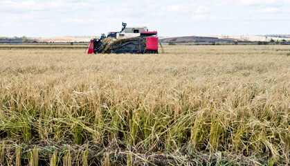 Harvester machine working in harvest rice field