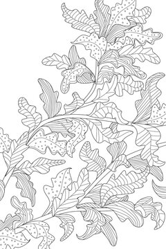 A colouring page with an outline drawing of an oak tree with orn