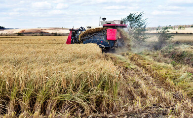Harvester machine working in harvest rice field