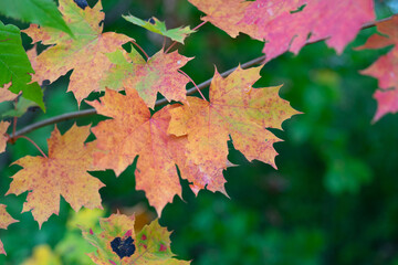 Naklejka na ściany i meble macro shot of a leaf in autumn in red, orange, yellow and green. Beautiful autumn mood