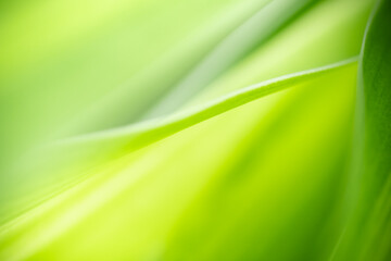 Nature of green leaf in garden at summer. Natural green leaves plants using as spring background cover page greenery environment ecology lime green wallpaper