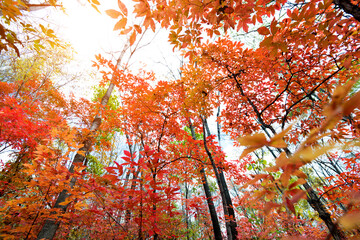 Red leaves in fall season