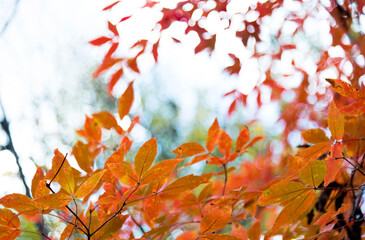 Red leaves in fall season