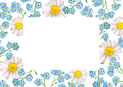 white chamomile and blue forget-me-nots , watercolor drawing floral background, hand drawn illustration,natural template