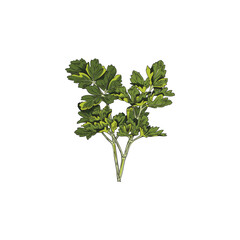 Branch with leaves of parsley or coriander, colored sketch vector illustration isolated on white background.