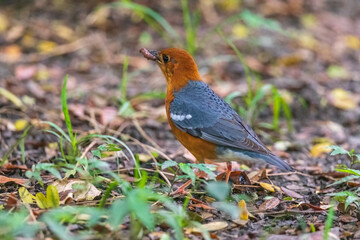 Orange-headed thrush (Geokichla citrina) at Rabindra Sarabar, Kolkata, India