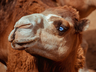 blue eyes, camel with blue eye, camel in the desert