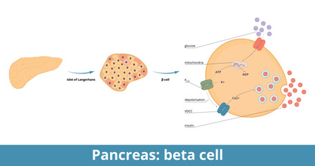 Pancreas: beta cells. β-cells are a type of cell found in pancreatic islets that synthesize and secrete insulin and amylin. Pathway of glucose-stimulated insulin secretion.