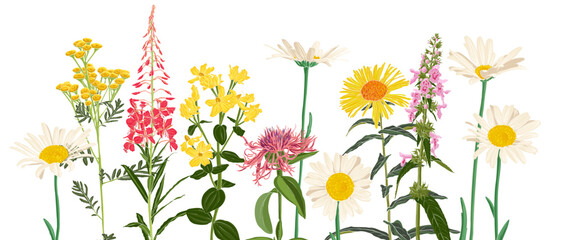 Fototapeta na wymiar field flowers, vector drawing wild plants at white background, flowering meadow , hand drawn botanical illustration