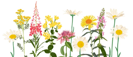 Foto op Plexiglas anti-reflex field flowers, vector drawing wild plants at white background, flowering meadow , hand drawn botanical illustration © cat_arch_angel