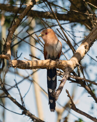 A Squirrel Cuckoo also know Alma de Gato or Cuco Ardilla perched on a branch. Species Piaya cayana.  Animal world. Bird lover. Birdwatching. Birding.