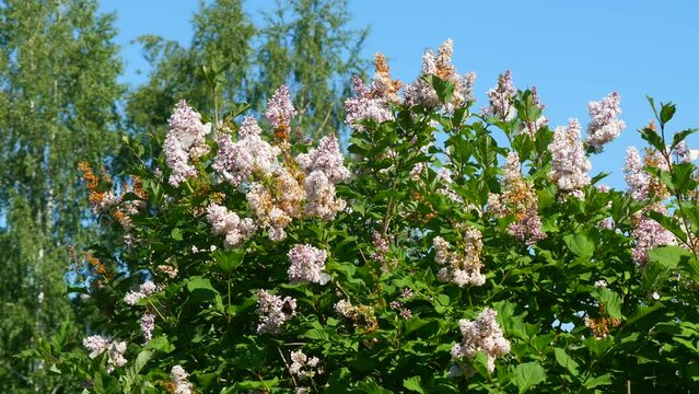 Lots of butterflies on lilac bushes. Warm spring day
