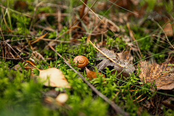 Schneckenhaus im Moos