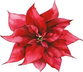 Watercolor isolated red Christmas flower. Cut out hand drawn PNG illustration on transparent background. Watercolour clipart drawing.