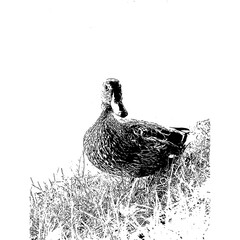 Fototapeta na wymiar duck and ducklings