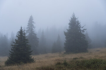 morning in the forest,  Madaras Peak, Harghita Mountains, Romania 