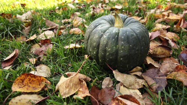 Autumnal Background. Autumn fall pumpkin on dried fall leaves garden background outdoor. October september wallpaper Change of seasons ripe organic food concept Halloween party Thanksgiving day