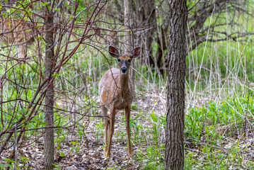 Young Deer In The Urban Woods In Spring