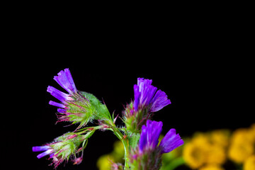 Fototapeta na wymiar Dried flower arrangement, plenty of flower kinds and colours. Studio photo taken with flash light