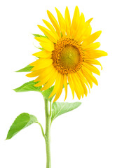 Flower of sunflower isolated on white background. 