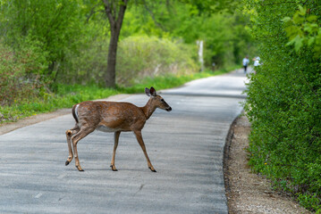 Deer Crossing An Urban Trail In Spring