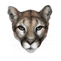 Portrait of a cougar with charcoal and pastel technique.