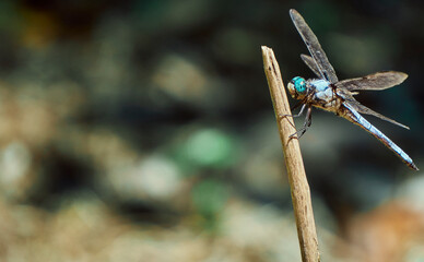 Blue Dasher Dragonfly On A Limb