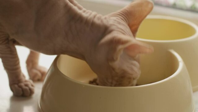 Sphynx cat eats food from a bowl