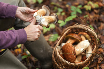 A woman is cutting a white mushroom with a knife. Hands of a woman, a knife, mushrooms. © shandor_gor