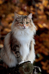 Beautiful norwegian forest cat female in autumnal light