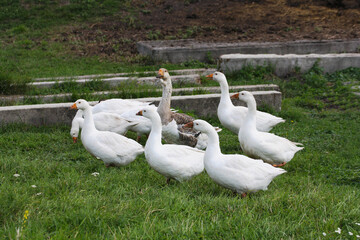 A flock of geese. - 535286020