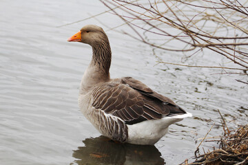 A lonely goose is standing in the water. - 535286023