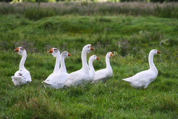 Geese walk on the green grass. - 535286045